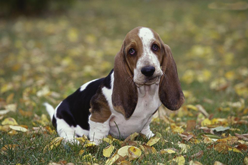 训练巴吉度犬的方法    三种方法让你训个够