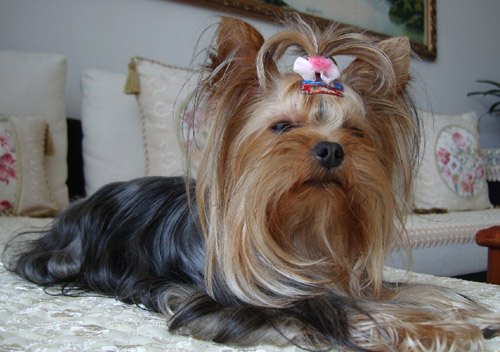 澳洲梗的喂食要点 千万不要娇生惯养