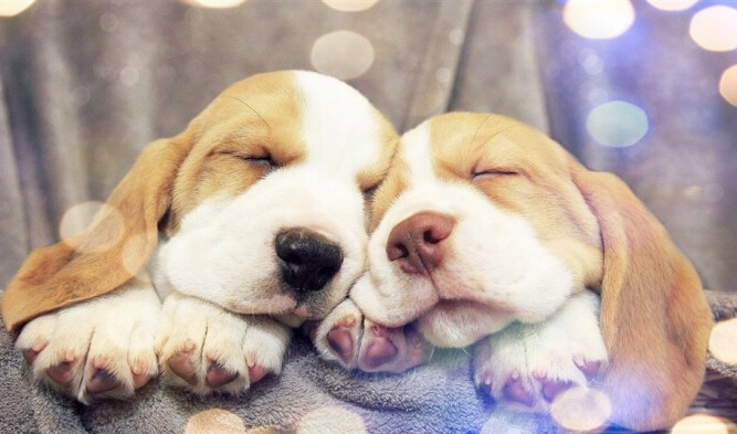 宠物狗每天吃几顿 养成定时吃饭的习惯