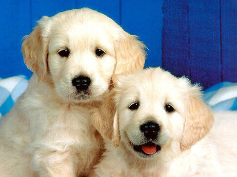 狗每天的食量 了解每天食物量的规范