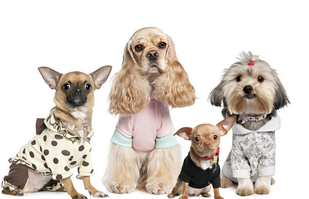 宠物狗怎么训练 有规矩才能更愉快