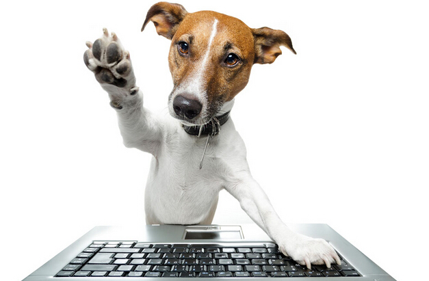 如何训练狗狗坐下 要拥有一个固定的口号