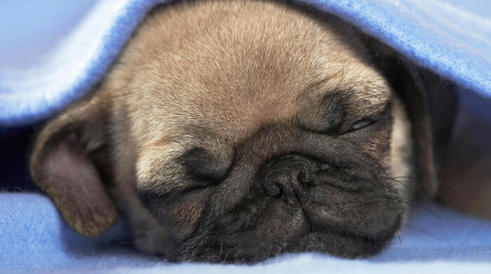 如何训练狗狗听话 记得训练不等于训斥