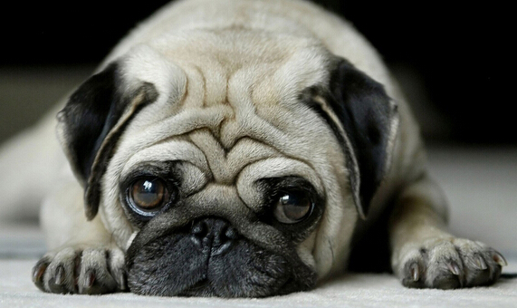 狗身上有弓形虫的症状 症状类似犬瘟热、犬传染性肝炎