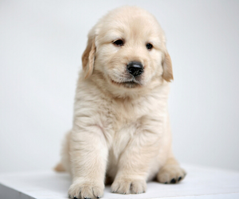 训练狗狗坐下 训练狗狗不是一朝一夕的事