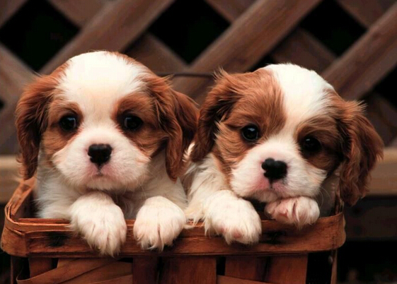 小狗身上有皮屑怎么办 确认原因对症治疗调理