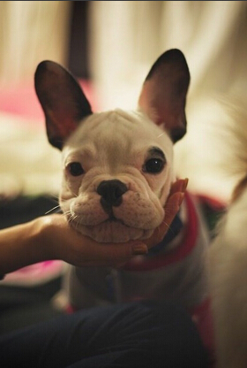 狗狗几个月开始训练 3个月以下的幼犬不适合开始训练