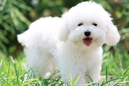 泰迪狗狗身上有皮屑 找到原因后治疗