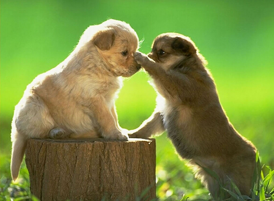 如何选狗宝宝 多做了解正确的择犬方法