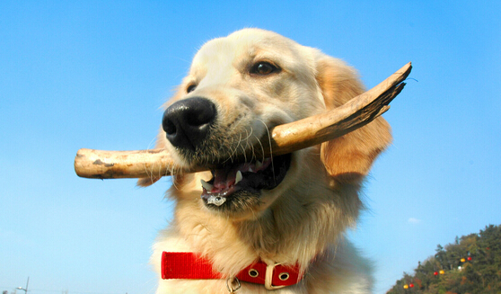 最适合家养的狗排名 好的伴侣犬相伴一生