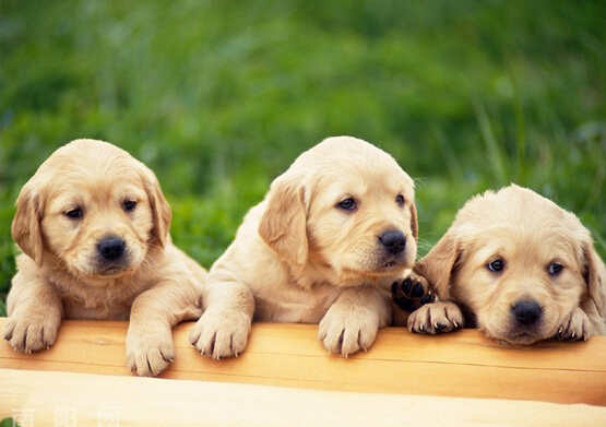 最适合家养的宠物 给你添加乐趣和活力