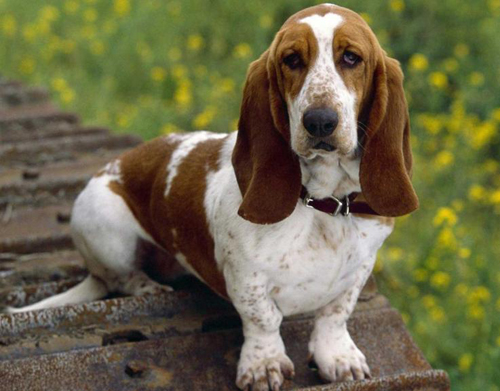 巴吉度好训练吗     耐心加爱心效果好