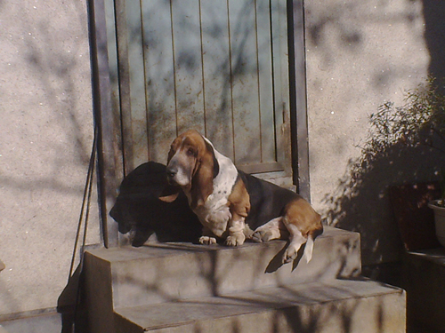 巴吉度犬会看家吗   看家的本领后期需要训练