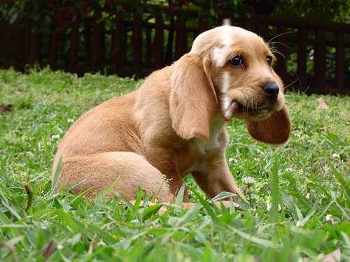 巴吉度和比格   找准两点就能区别开