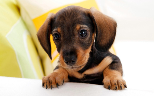 小狗一天没大便 可以多喂给狗狗喝点水