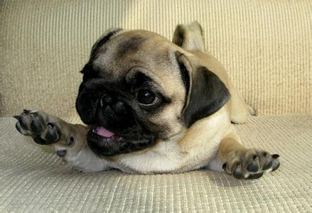 巴哥犬的寿命 与好的习惯有关