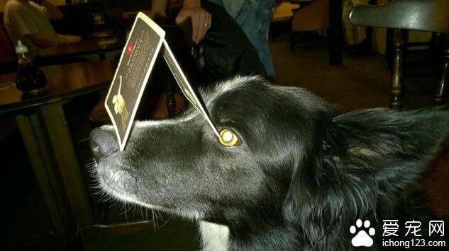 狗狗平衡力惊人：脑袋可顶3个橙子