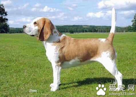 适合家养的狗 工作犬服从性更高