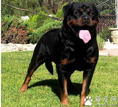 适合家养的狗 工作犬服从性更高