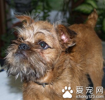布鲁塞尔粗毛猎犬好养吗 适应性强容易饲养