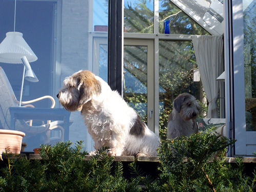 贝吉格里芬凡丁犬的日常护理 指甲和毛发都不能忽视