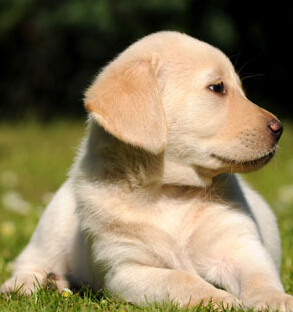  狗狗吃什么补钙  确保产品的营养健康和安全