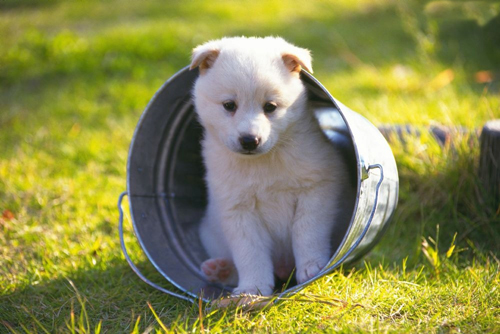 产后狗狗吃什么 营养补充很关键