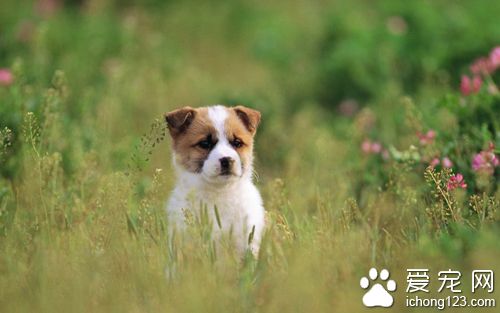 养狗家里有味道怎么办  通风和去除异味的消毒液