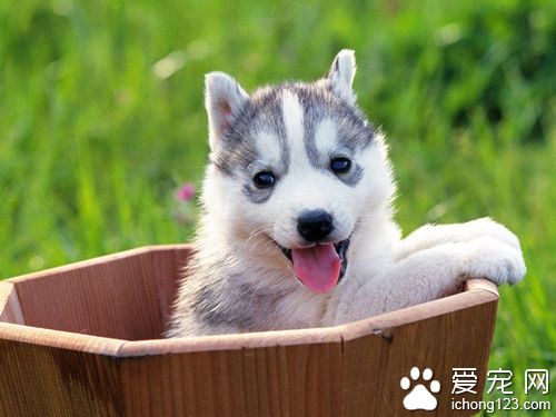 什么狗狗最好训练  智商高性格好的狗狗易训练