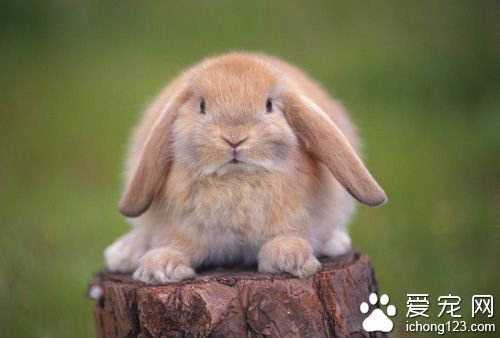 如何训练兔子大小便  奖励与惩戒双重实行
