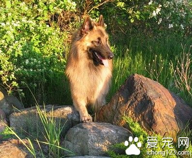  比利时坦比连犬怎么选 外部在特征是关键