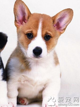 狗狗肺炎吃什么药 最好去医院对症下药