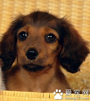 狗狗抽搐吃什么药 最好到医院进行诊治