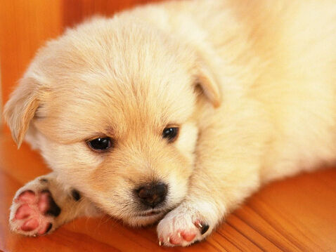   最适合家养的宠物狗 狗狗都有自己独特的魅力