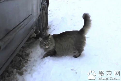  猫咪用身体温暖挽救了男婴的生命，获赞“英雄猫”