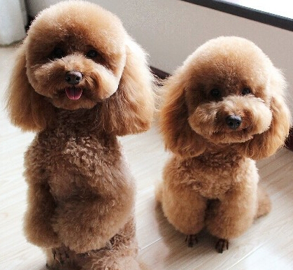 训练狗狗叼东西 需要选择足够宽敞场地