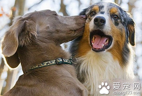 狗狗身上有蜱虫如何治疗 清理完蜱虫后要进行消毒