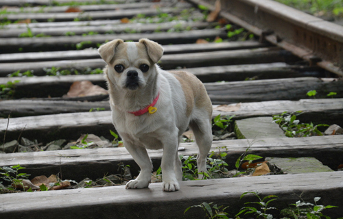 狗狗感冒吃什么药   几种常见感冒药要知道