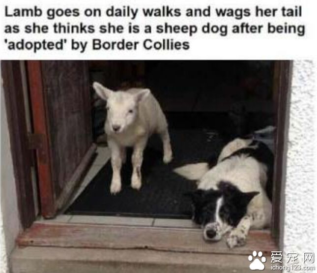 小羊把母狗当妈妈学小狗跑跳