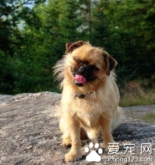 布鲁塞尔粗毛猎犬的价格 分成红长毛犬和黑毛犬两种