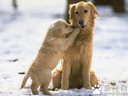 狗狗拉稀吃什么食物  蛋黄苹果和胡萝卜