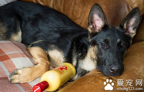 德国牧羊犬误喝圣诞酒 醉到不能走路送救护车