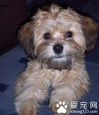  布鲁塞尔粗毛猎犬怎么选 根据外形特征去判定