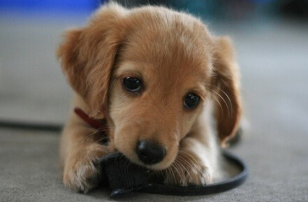 小狗身上有皮屑 应该先确定引起狗狗皮屑的主要原因,