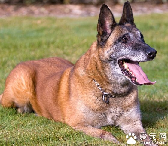 比利时玛利诺犬价格 比利时牧羊犬四个品种之一