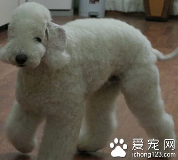 贝灵顿梗的价格 性格与美丽的外表极不相似