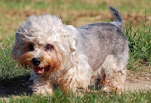 矮脚狄文梗的喂食要点 狗粮要精挑细选