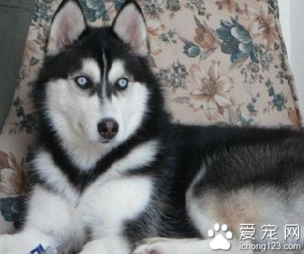 哈士奇适合家养吗 小哈个性温顺友好