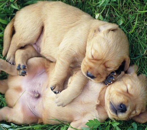 狗狗几岁训练 在狗狗成功断奶以后开始训练