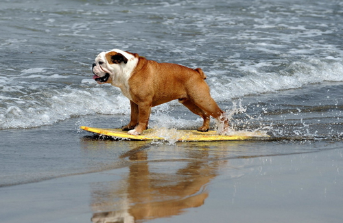 狗狗拉肚子吃什么药好 最好不要随便用药
